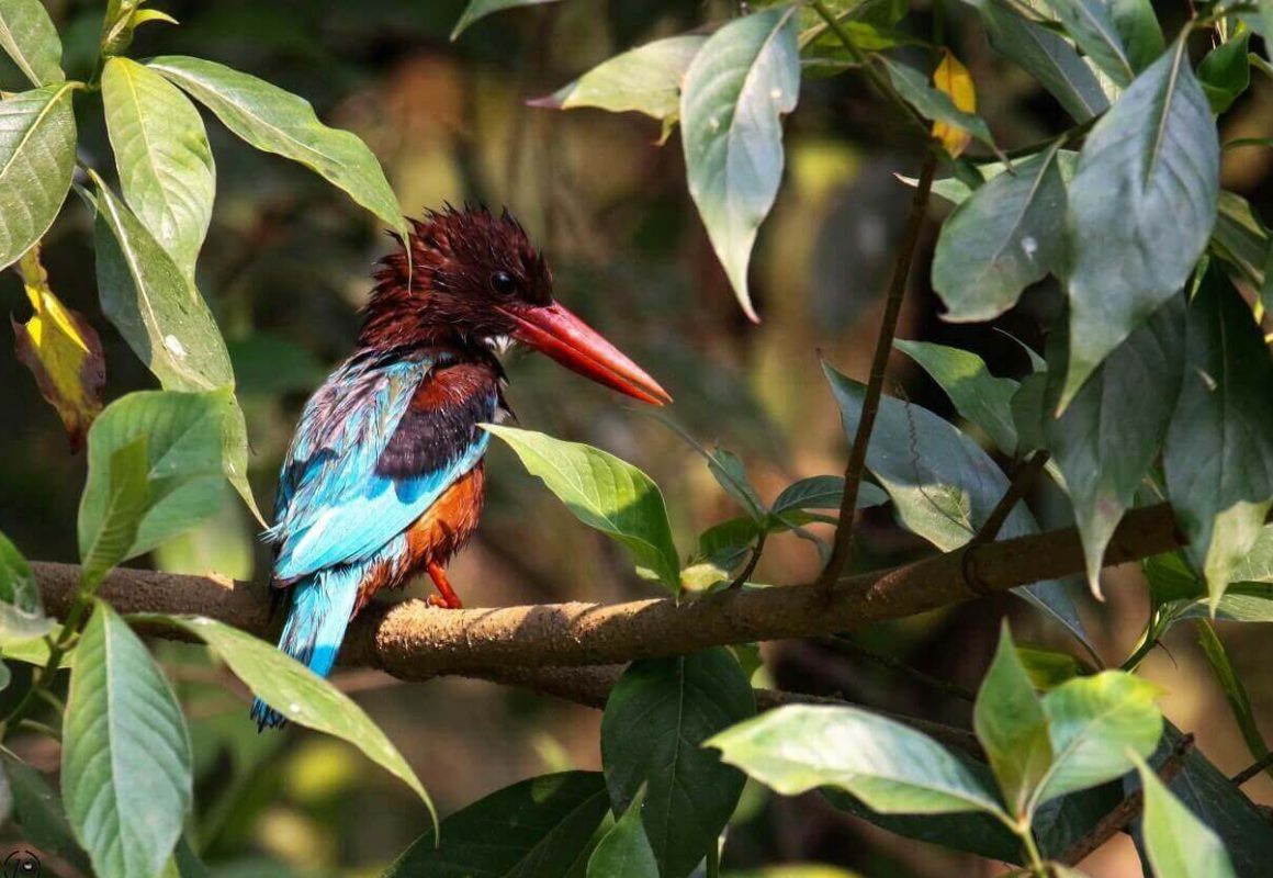 IMG_4590-e1742264700611