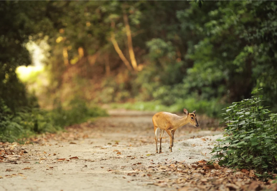 baby deer