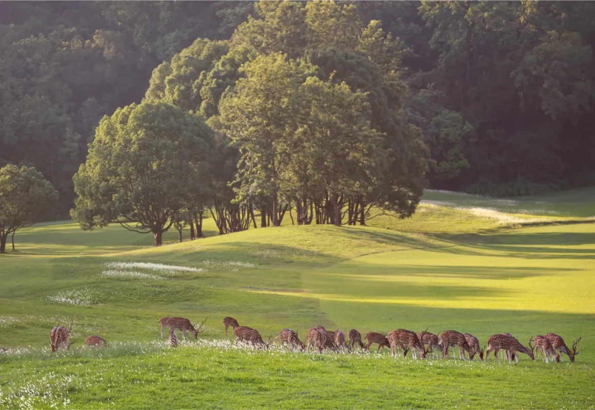 deer in gokanra nepal