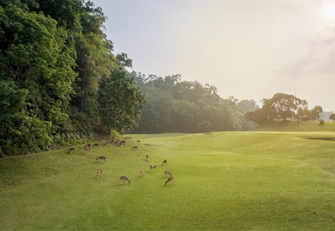 gokanra deer morning view